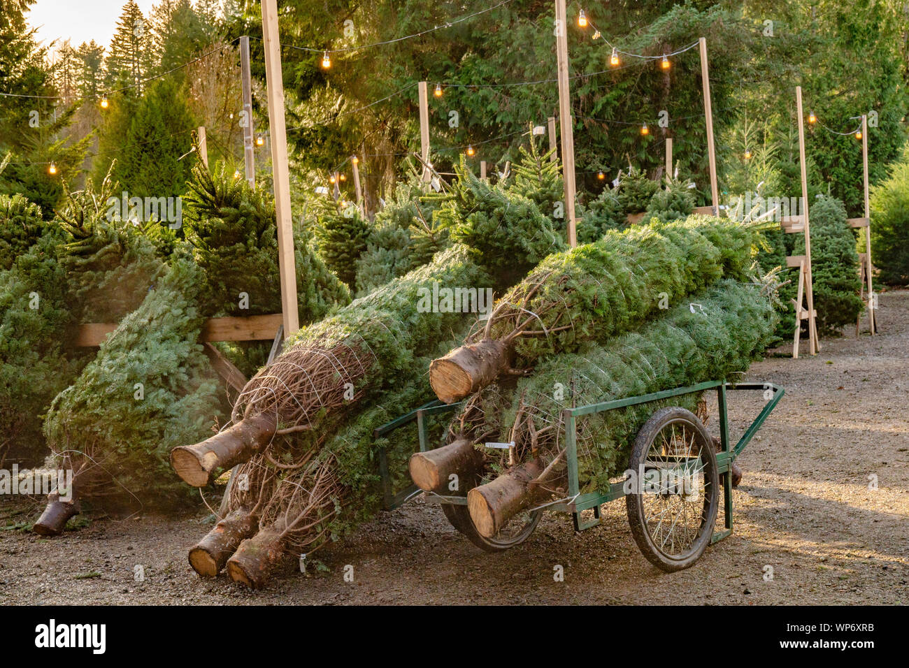 Les arbres de Noël fraîchement coupé à Christmas Tree Farm. Banque D'Images