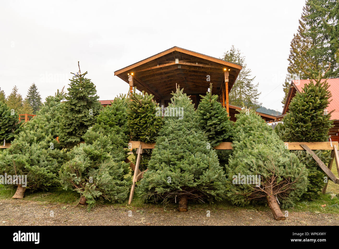 Les arbres de Noël fraîchement coupés prêts à être décorés Banque D'Images