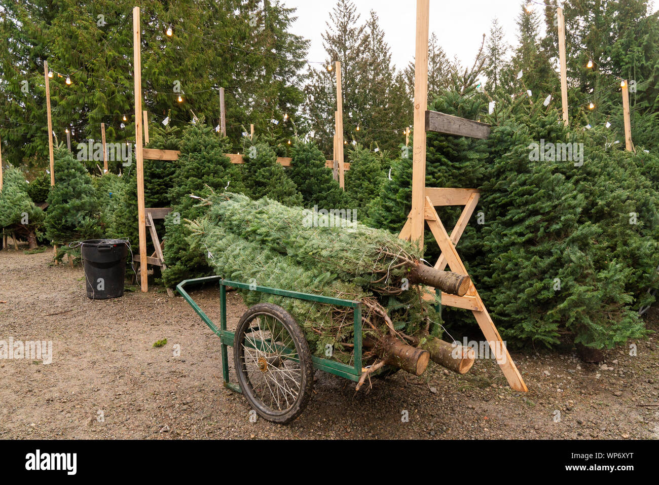 Les arbres de Noël fraîchement coupé à Christmas Tree Farm. Banque D'Images