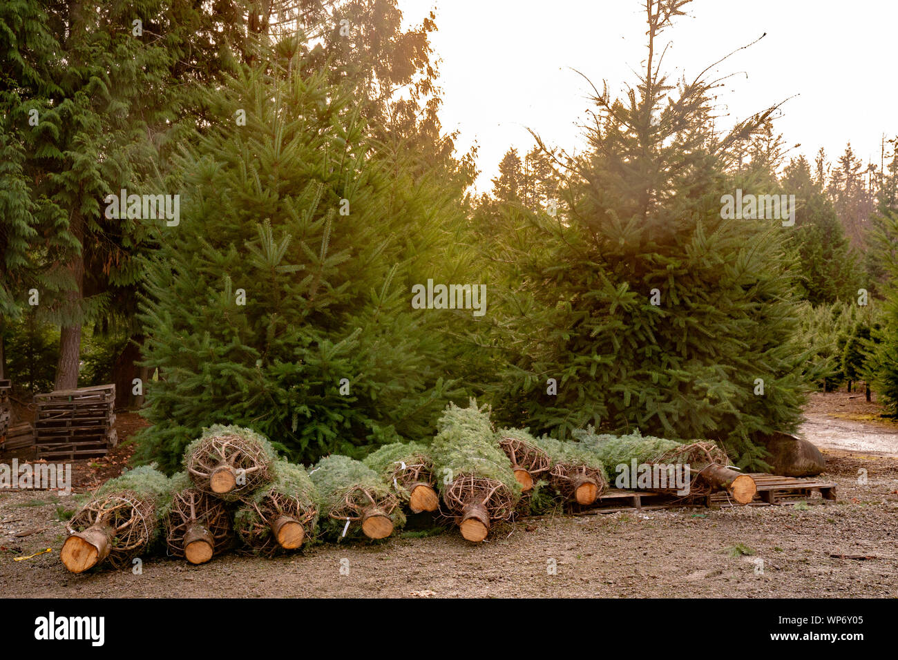 Les arbres de Noël fraîchement coupé à Christmas Tree Farm. Banque D'Images