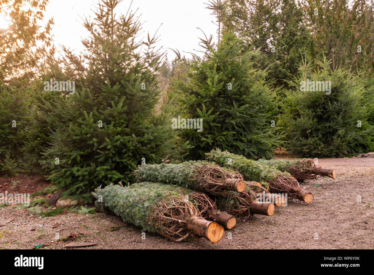 Les arbres de Noël fraîchement coupé à Christmas Tree Farm. Banque D'Images