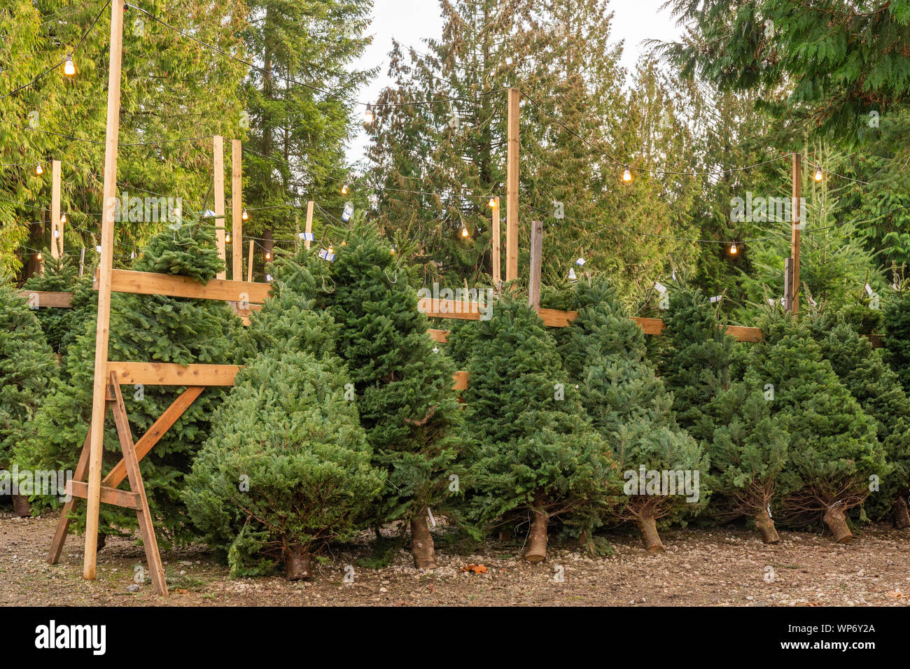 Les arbres de Noël fraîchement coupé à Christmas Tree Farm. Banque D'Images