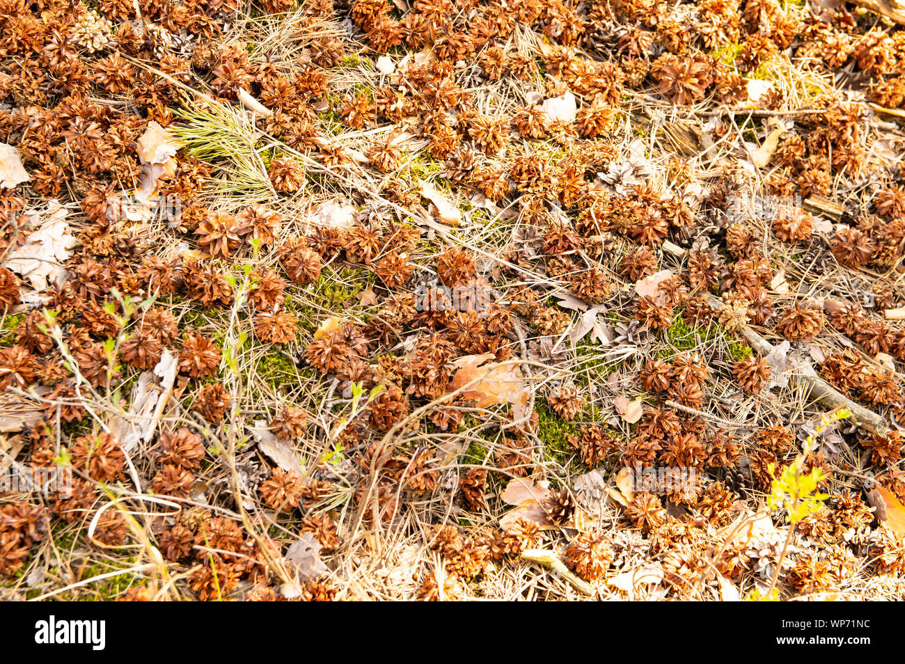 Cônes de pin dans la forêt sur le terrain - contexte Banque D'Images