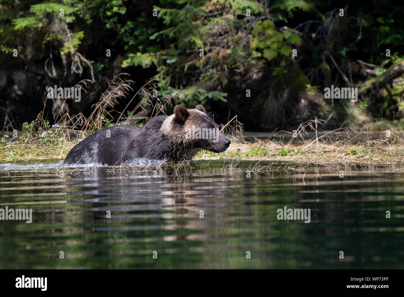 Le Canada, la Colombie-Britannique, la forêt pluviale de Great Bear, Khutze Inlet. Ours brun mâle alias grizzli (Ursus arctos) sauvage : natation, Banque D'Images