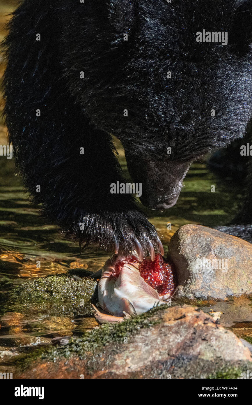 Le Canada, la Colombie-Britannique, la forêt pluviale de Great Bear, l'Île Gribbell, Riordan Creek. North American black bear (Ursus americanus) sauvage : Banque D'Images