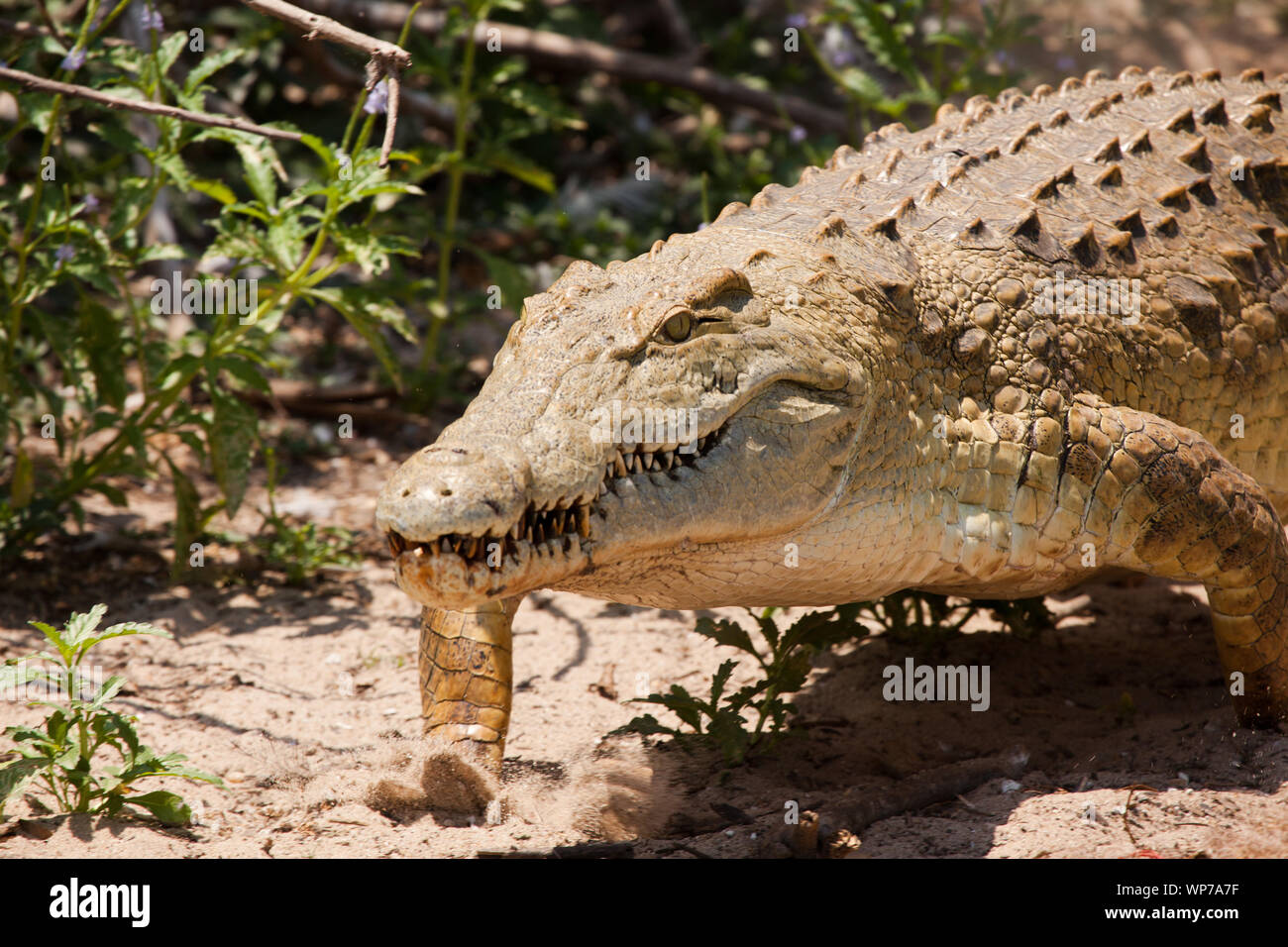 Un Crocodile du Nil menaçant de géant de l'autre côté de la rive du lac de Nzerakera Banque D'Images