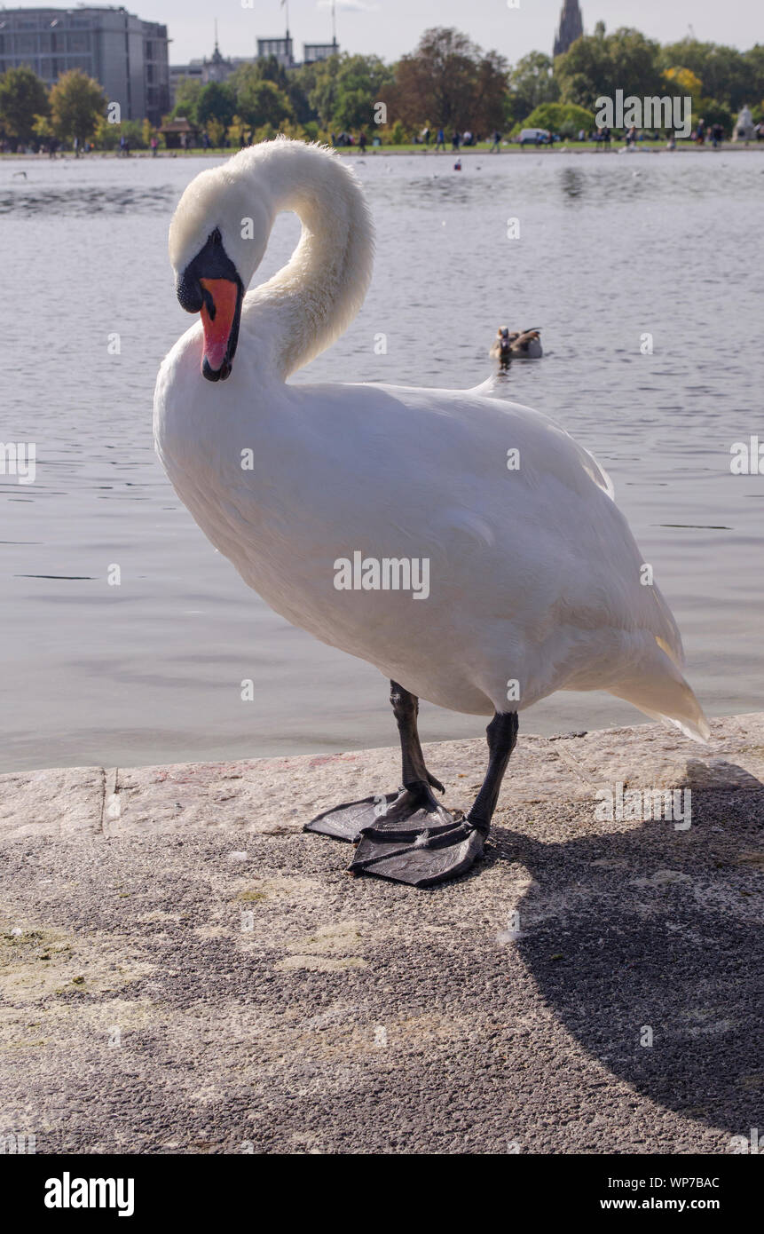 Cygne muet au bassin rond, Kensigton Garden, Londres. Banque D'Images