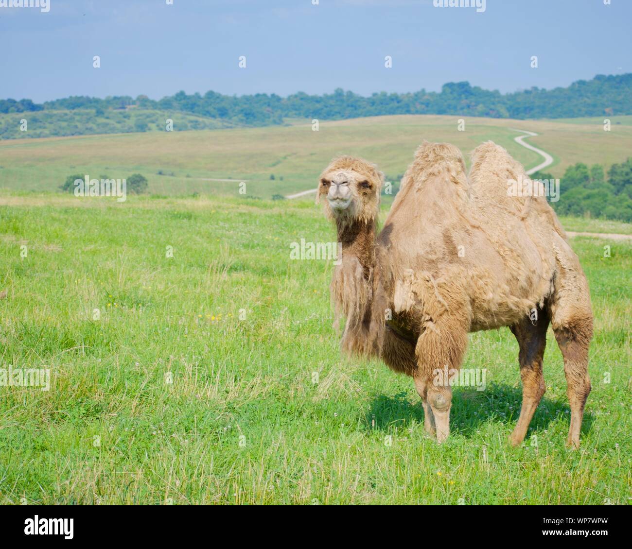 Camel posant sur une colline herbeuse Banque D'Images