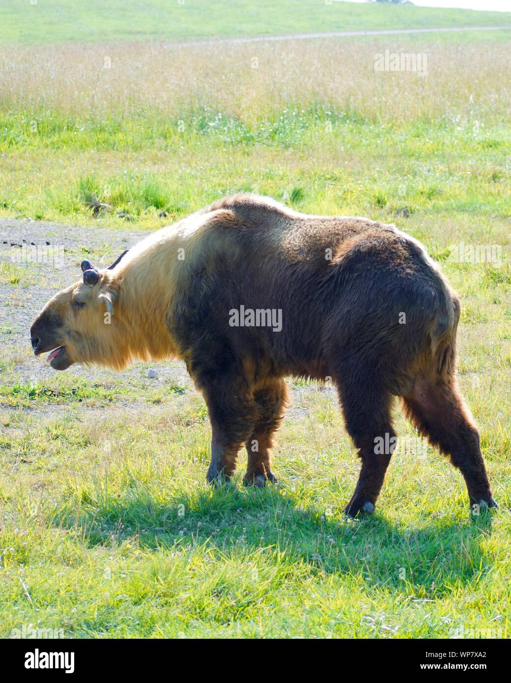 Sichuan Takin isolé en champ. Budorcas taxicolor tibetana est un mouton ou chèvre-comme des mammifères marins de l'ouest de la Chine. La conservation d'une espèce est en danger Banque D'Images