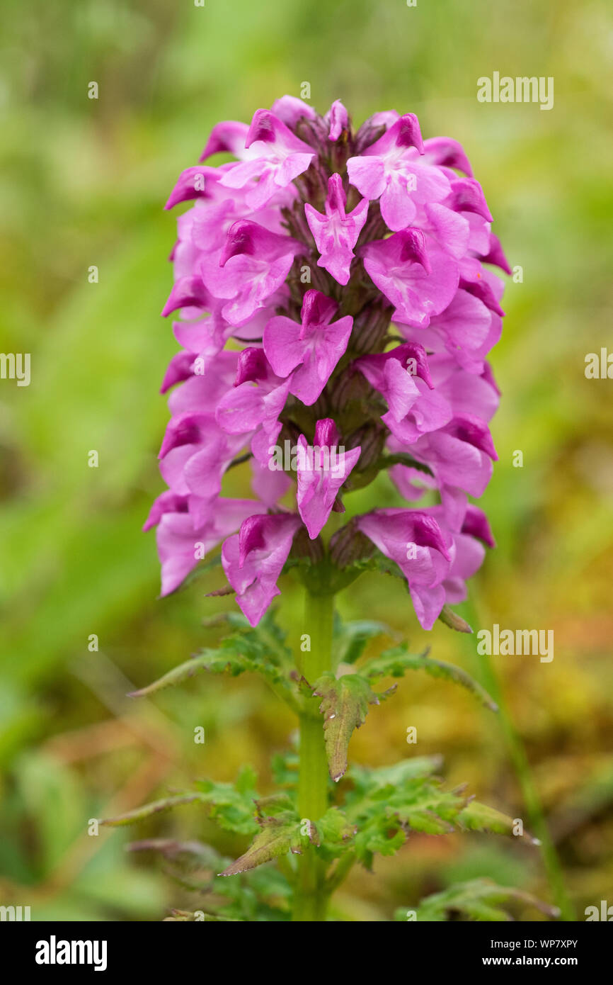 Chamisso Furbish (Pedicularis chamissonis) de l'île Adak, en Alaska Banque D'Images