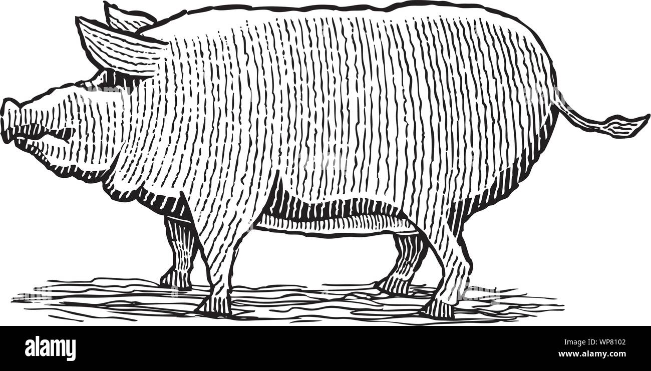 Illustration de style gravure sur bois d'un cochon. Illustration de Vecteur Illustration de style gravure sur bois d'un cochon. Illustration de Vecteur
