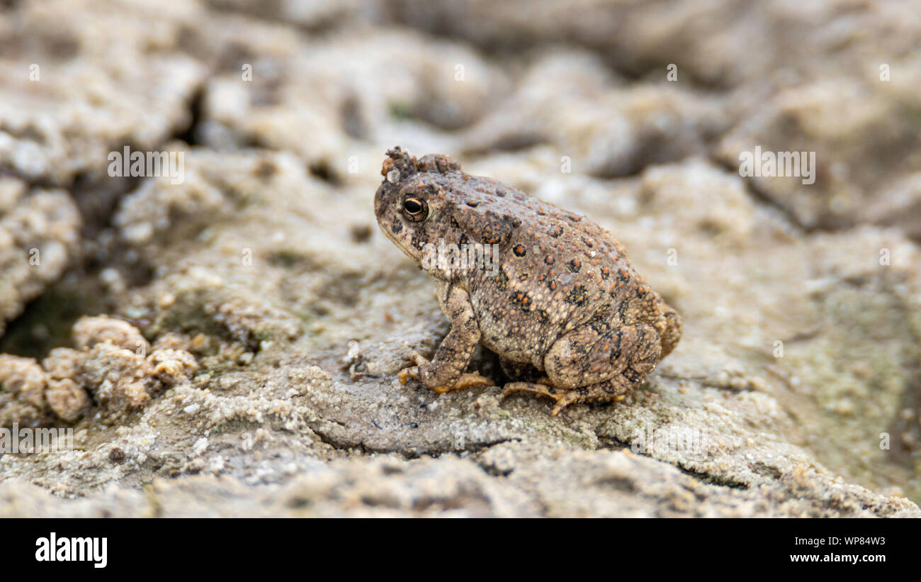 Crapaud rouge ( Anaxyrus punctatus) Californie,USA Banque D'Images