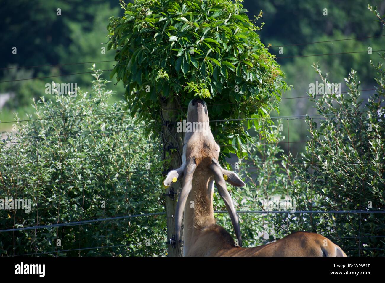 Éland commun herbe de pâturage et de bush. Espèces d'antilope peuvent être domestiqués. La consommation d'arbres au fin fond de la baie Cumberland. Horned deer, taurotargus Banque D'Images