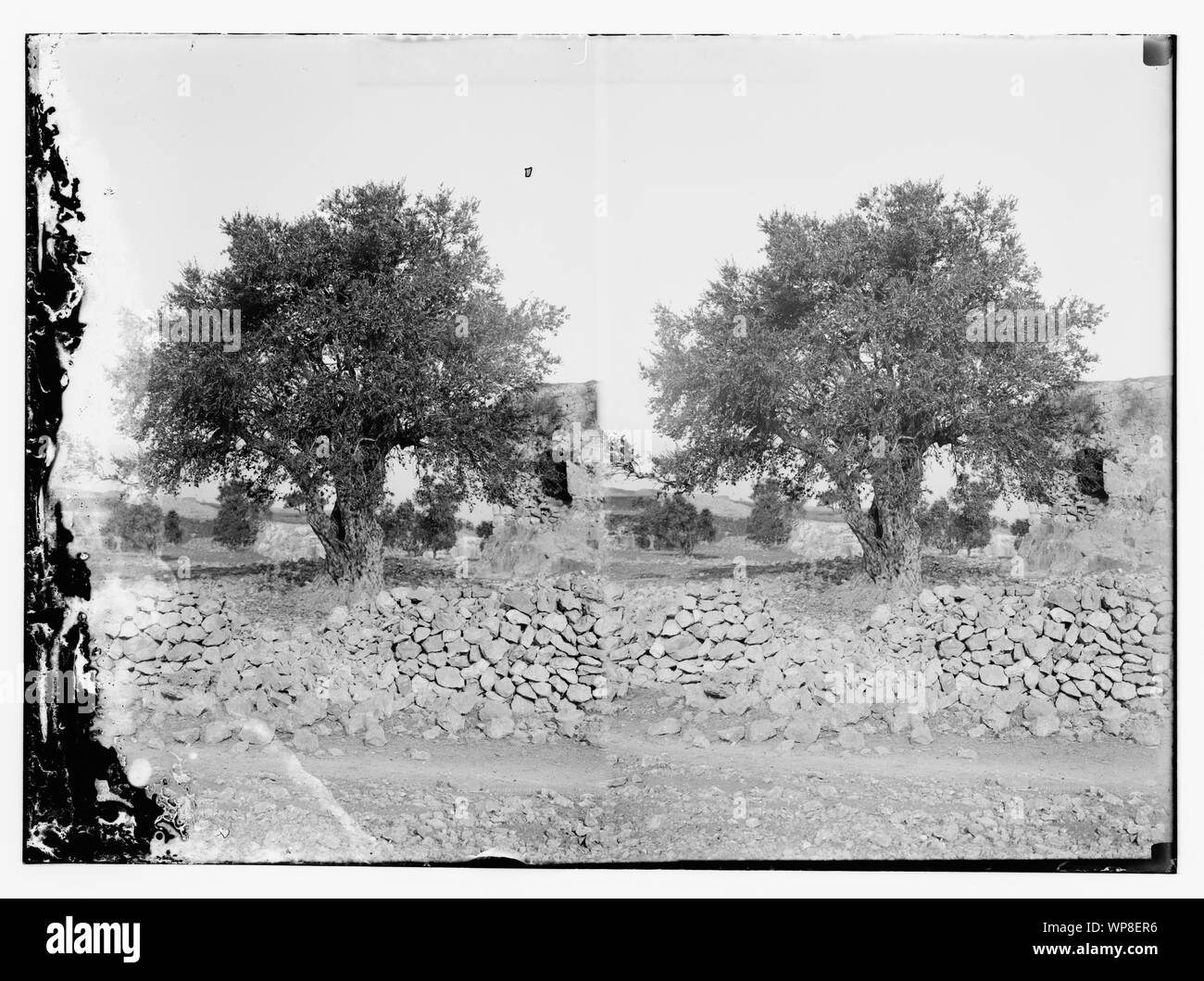 Invasion de criquets, wall & tree Banque D'Images