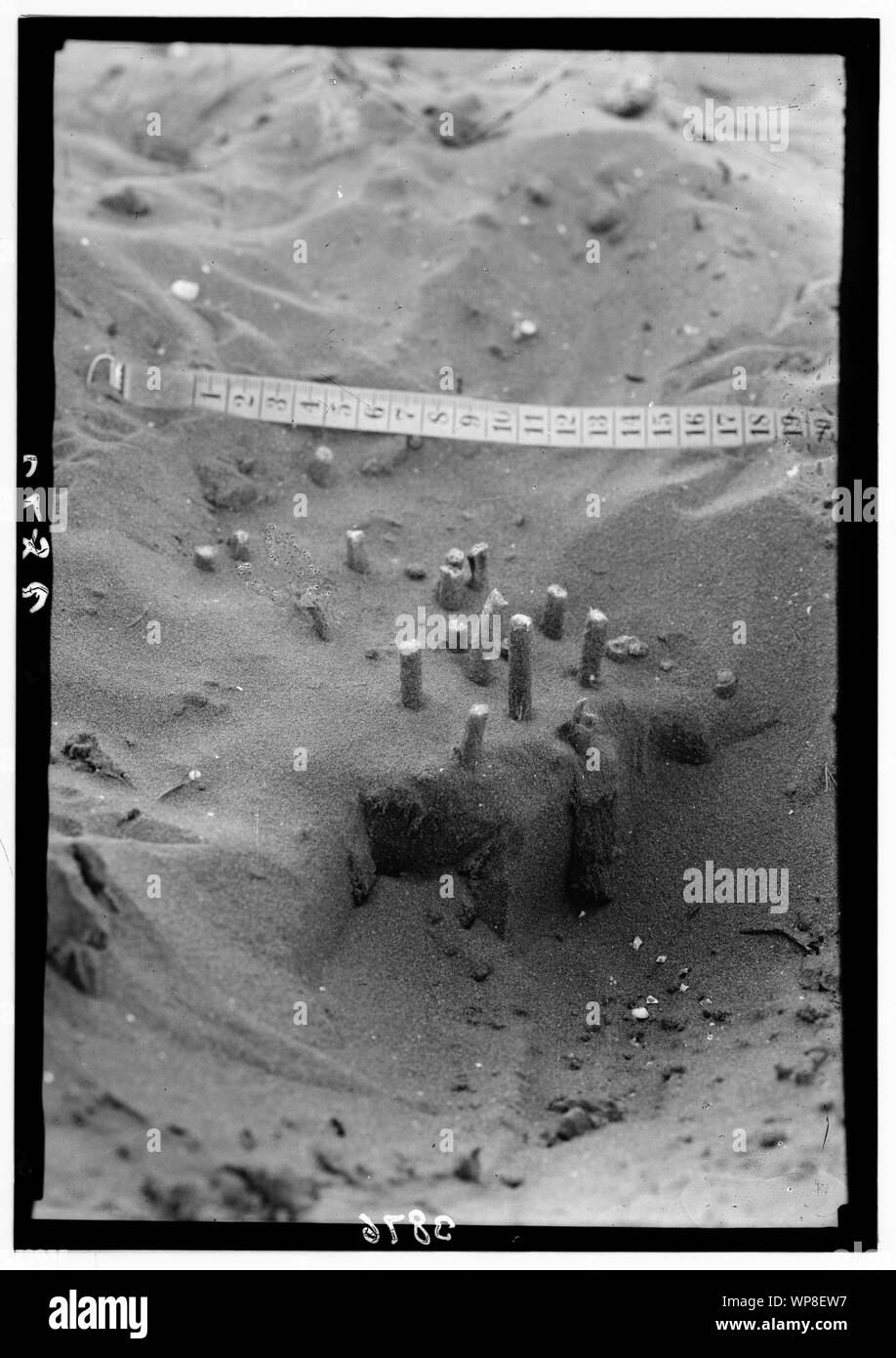 Locust plagues en Palestine. Un groupe de tubes d'oeufs. Exposés par des sables mouvants Banque D'Images Locust plagues en Palestine. Un groupe de tubes d'oeufs. Exposés par des sables mouvants Banque D'Images