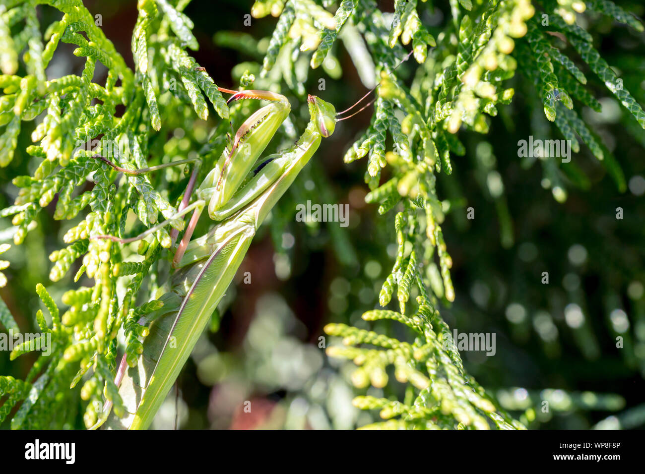 Praying Mantis - libre de macro dans le jardin Arborvitae Tree Banque D'Images