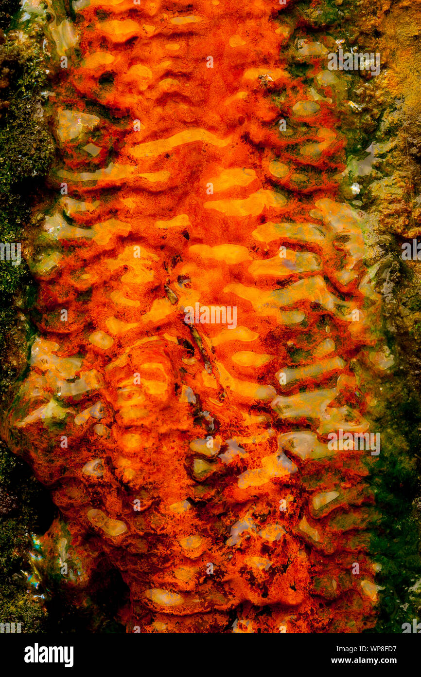 Des couleurs fortes dans cet écosystème thermique d'algues, des colonies de micro-organismes et de l'eau ferreuse. Volcan de Furnas, Açores, Portugal. Banque D'Images