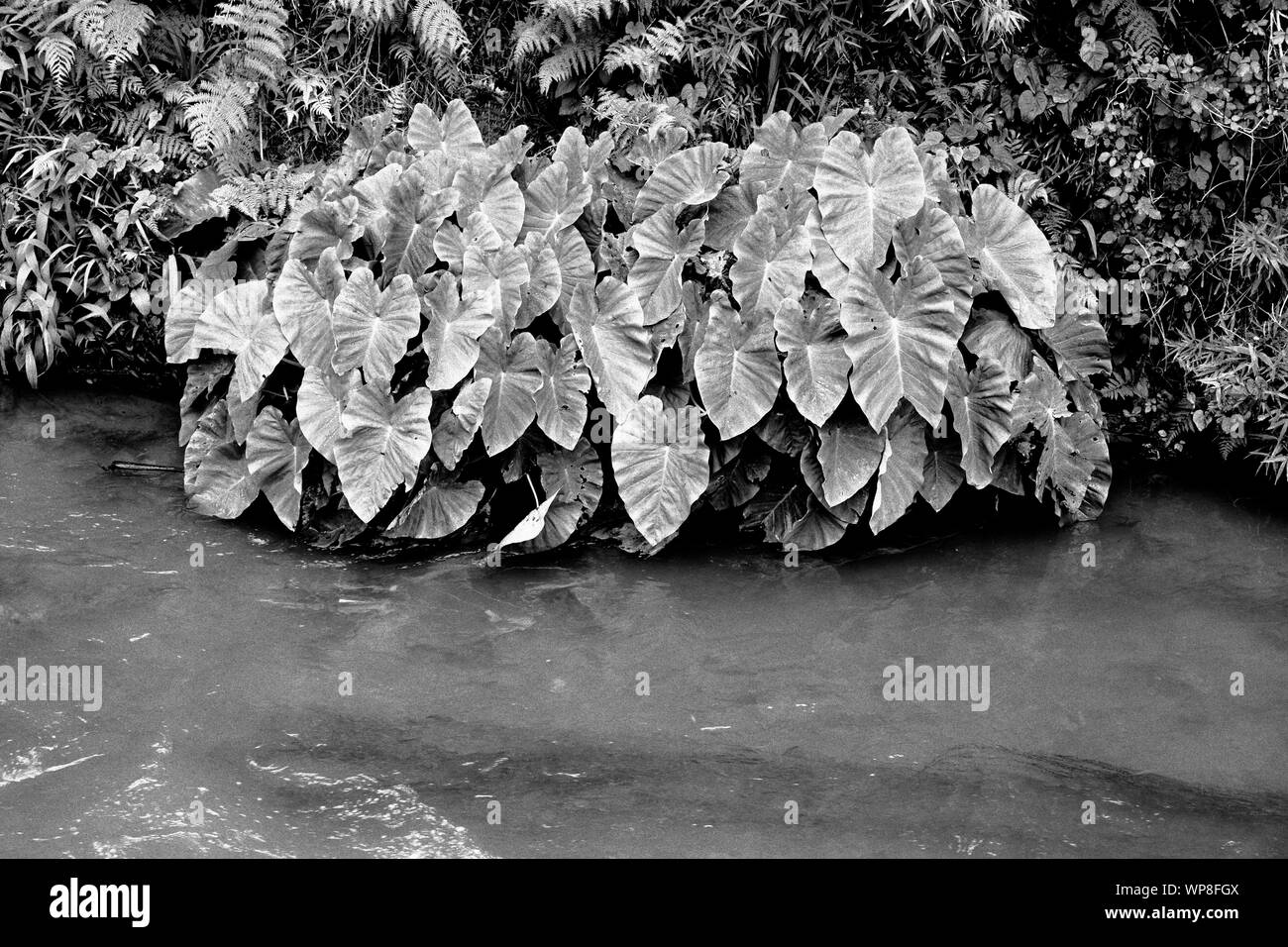Les usines de taro (Colocasia esculenta) croissant dans de petits cours d'eau thermale dans le village de Furnas. L'île de São Miguel, Açores, Portugal. Banque D'Images