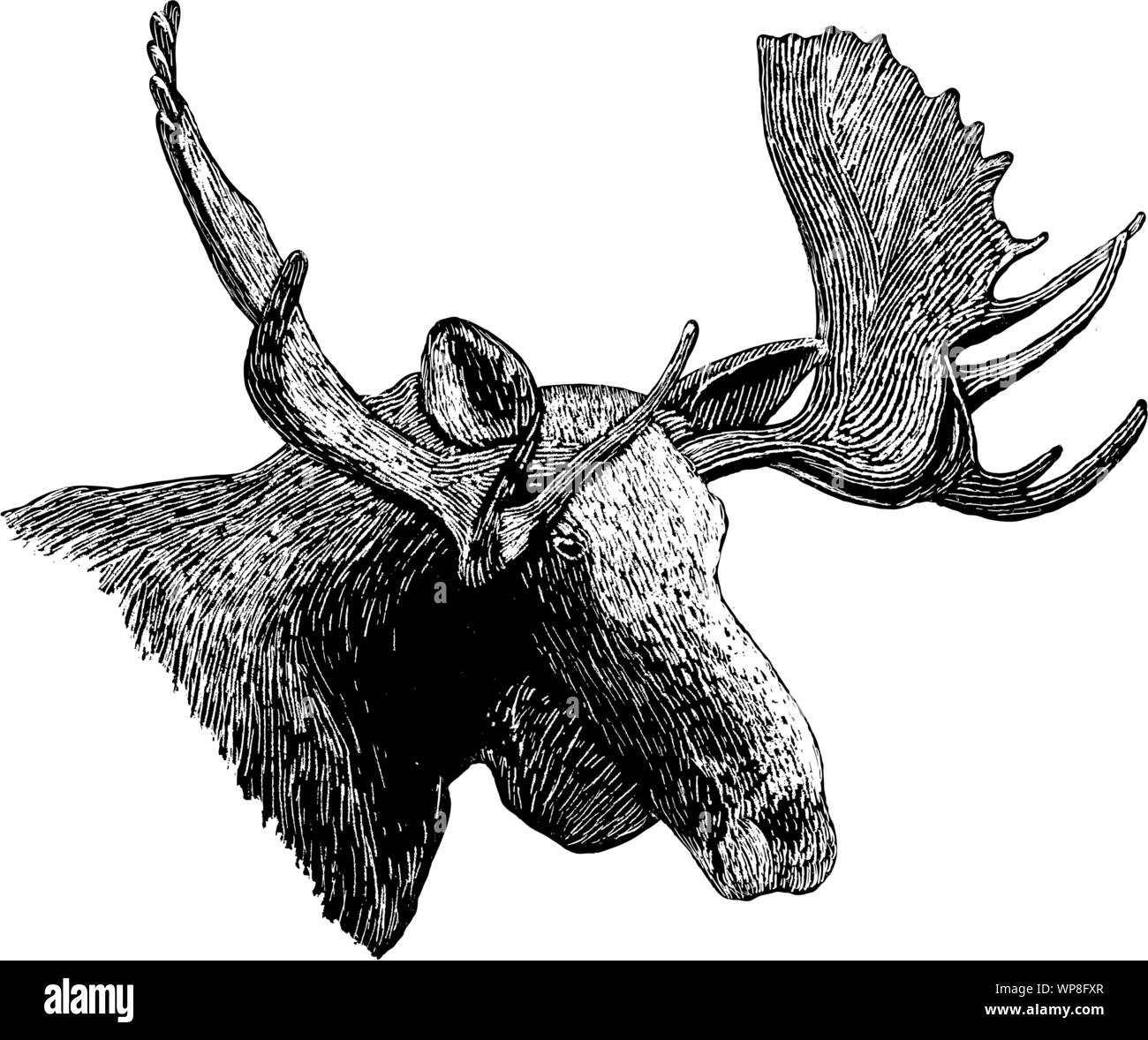 Woodcut style illustration d'une tête d'orignal. Illustration de Vecteur Woodcut style illustration d'une tête d'orignal. Illustration de Vecteur