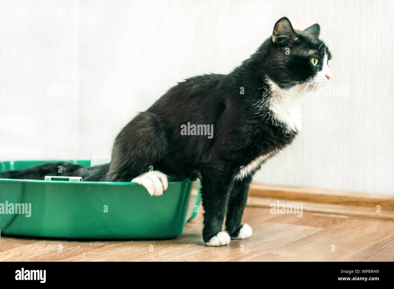 Noir avec chat blanc, assis sur un bac toilettes Banque D'Images