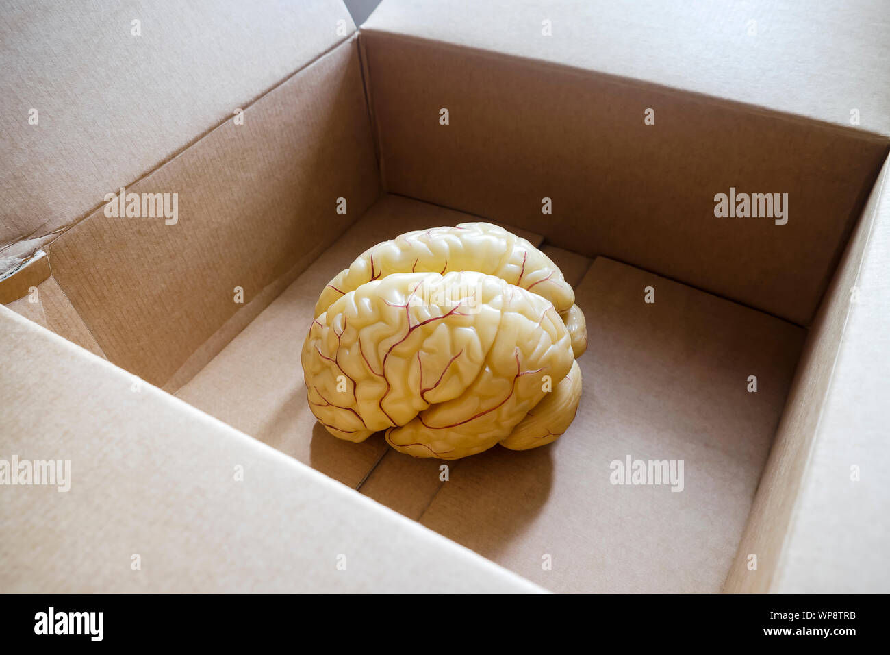 Modèle anatomique du cerveau humain dans une boîte ouverte Banque D'Images