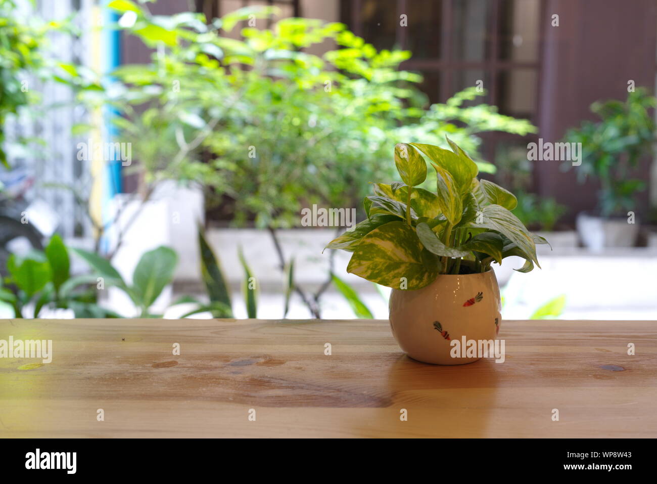 Le Pothos avec une lumière naturelle dans la matinée Journée d'été Banque D'Images