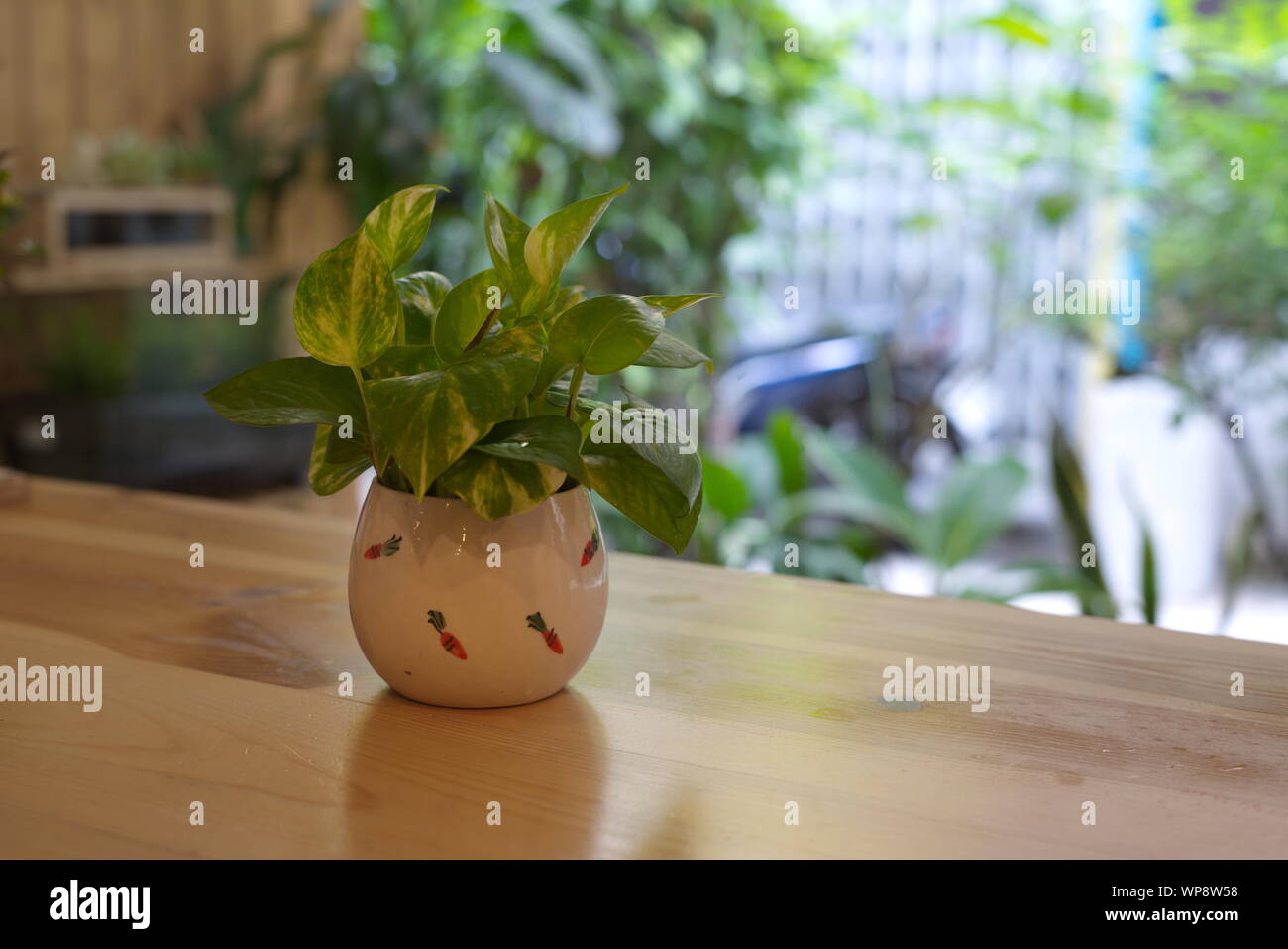 Le Pothos avec une lumière naturelle dans la matinée Journée d'été Banque D'Images