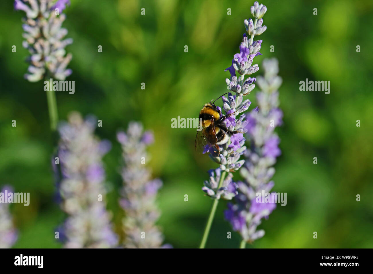 Le cerf de bourdon bourdon Bombus lucorum ou Latin similaire à Bombus terrestris famille apidae se nourrissant d'un buisson de lavande en été en Italie Banque D'Images