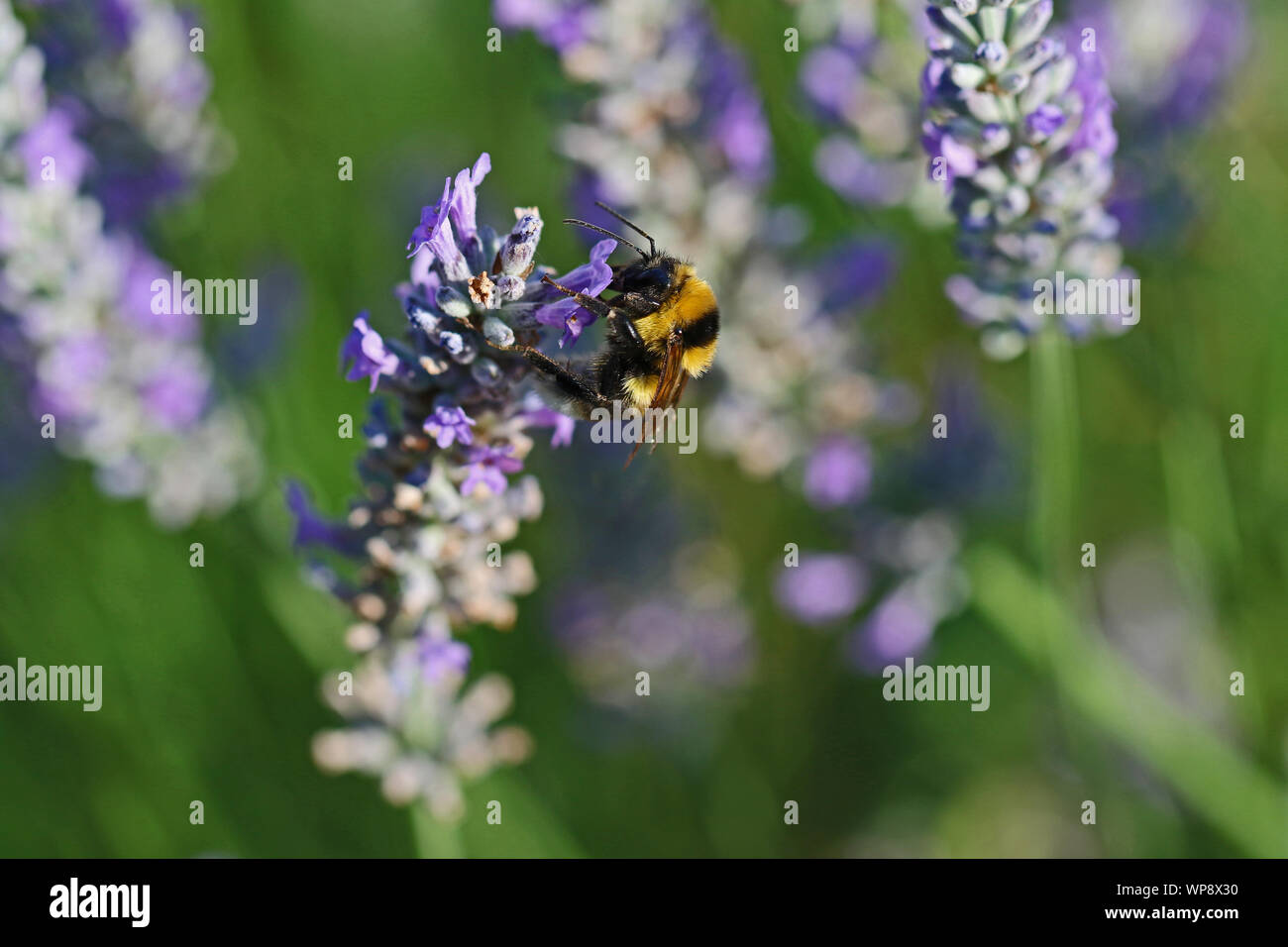 Le cerf de bourdon bourdon Bombus lucorum ou Latin similaire à Bombus terrestris famille apidae se nourrissant d'un buisson de lavande en été en Italie Banque D'Images