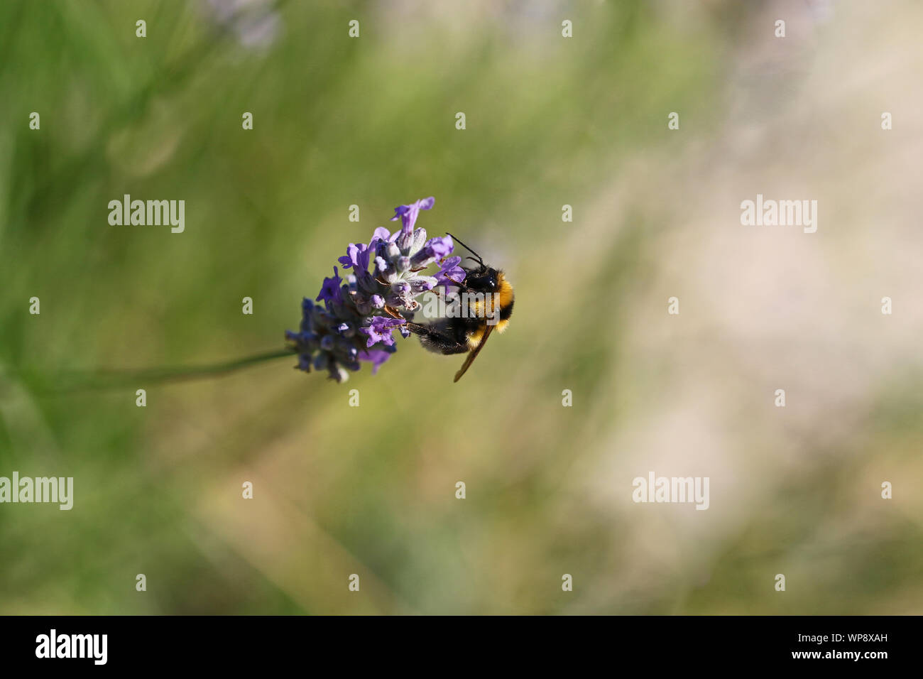 Le cerf de bourdon bourdon Bombus lucorum ou Latin similaire à Bombus terrestris famille apidae se nourrissant d'un buisson de lavande en été en Italie Banque D'Images