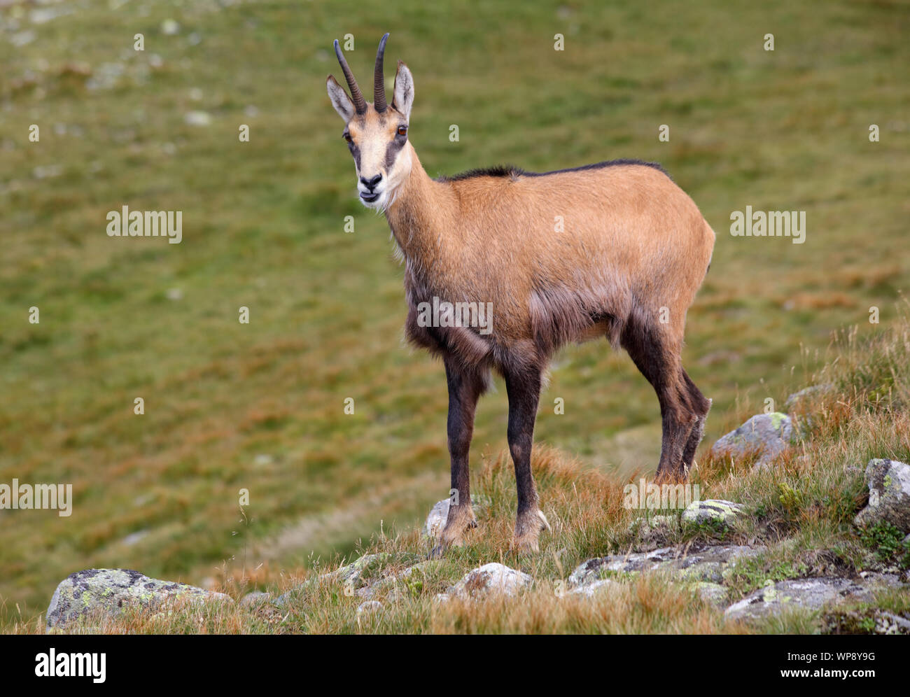 Dans la nature - Chamois Rupicapra, Tatras, Slovaquie Banque D'Images