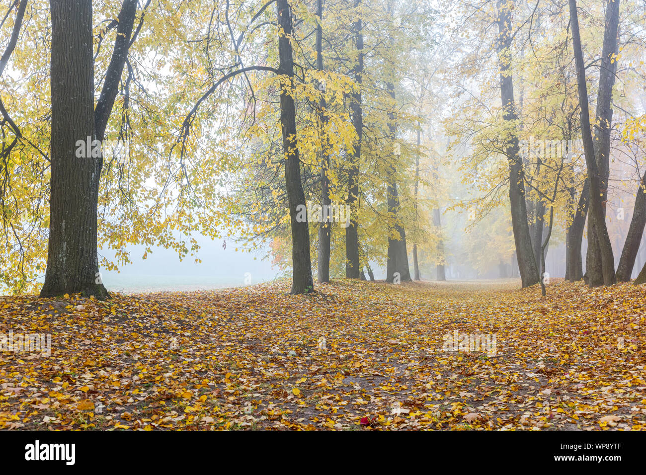 Parc d'automne dans le brouillard. allée couverte de feuilles tombées, les arbres à feuillage jaune Banque D'Images