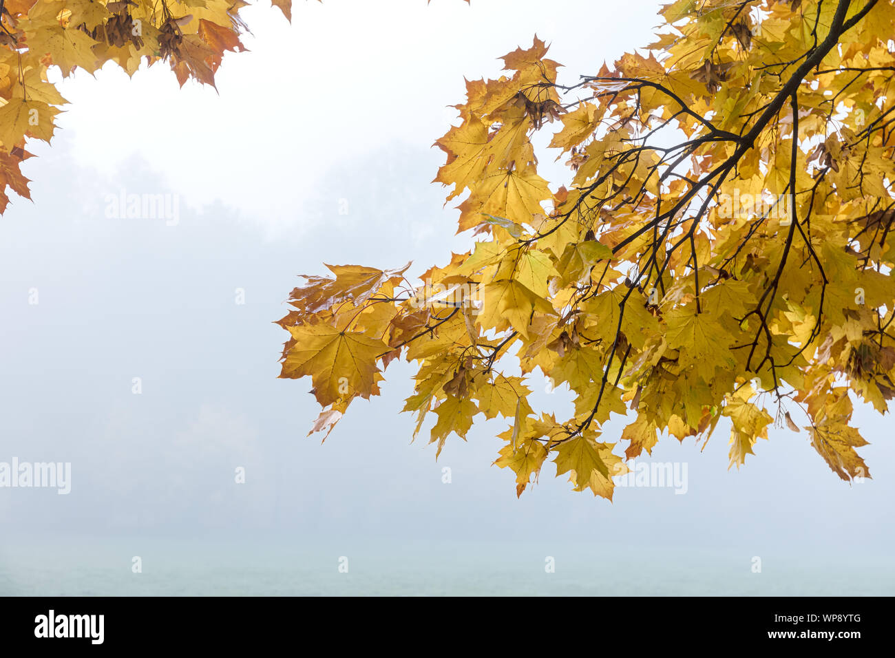 La direction générale de l'érable à feuilles jaunes contre ciel nuageux gris et de brouillard arrière-plan. Vue rapprochée Banque D'Images