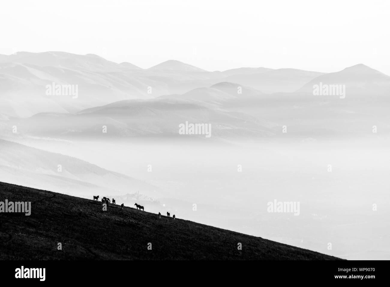 Certains chevaux silhouettes sur le dessus de la montagne Subasio, sur une mer de brume, le remplissage de la vallée de l'Ombrie Banque D'Images