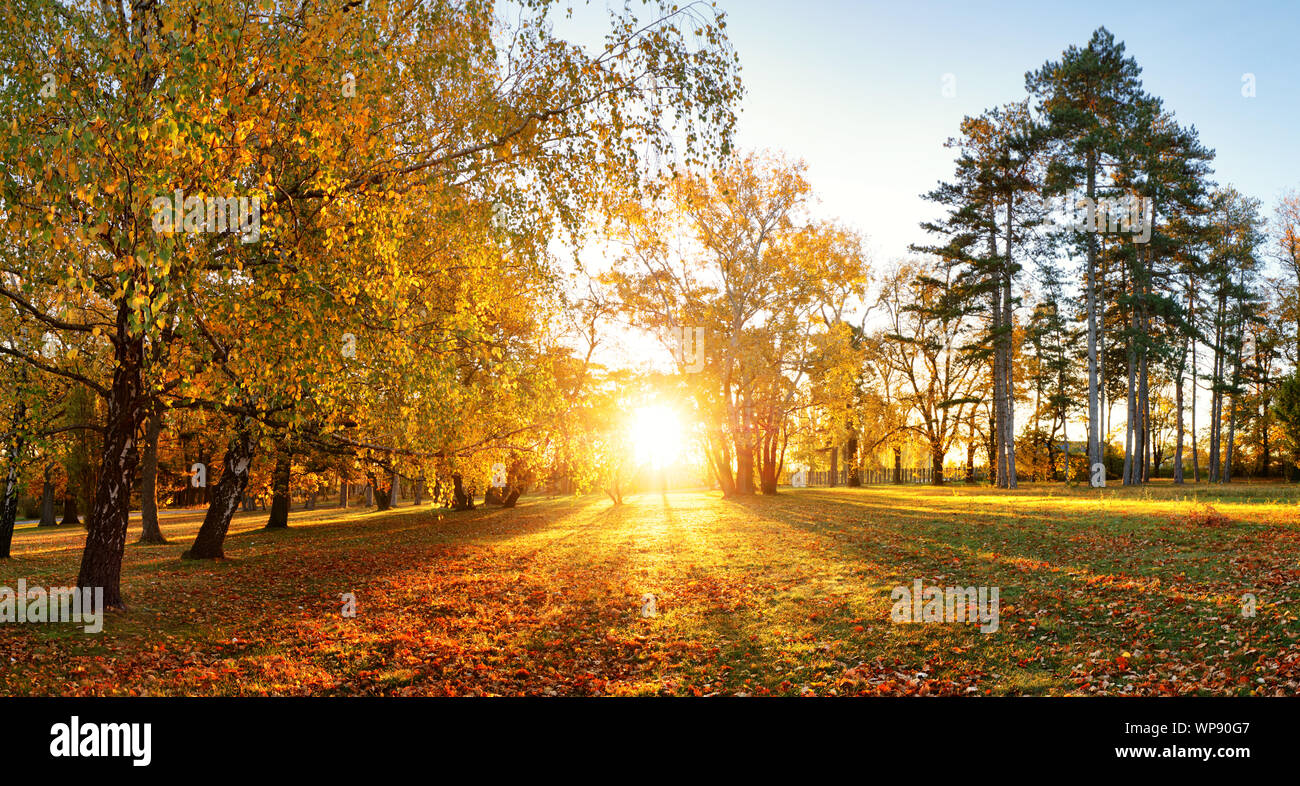 Les arbres à feuilles multicolores sur l'herbe dans le parc. Le feuillage de l'érable en automne ensoleillé. La lumière du soleil tôt le matin dans la forêt Banque D'Images