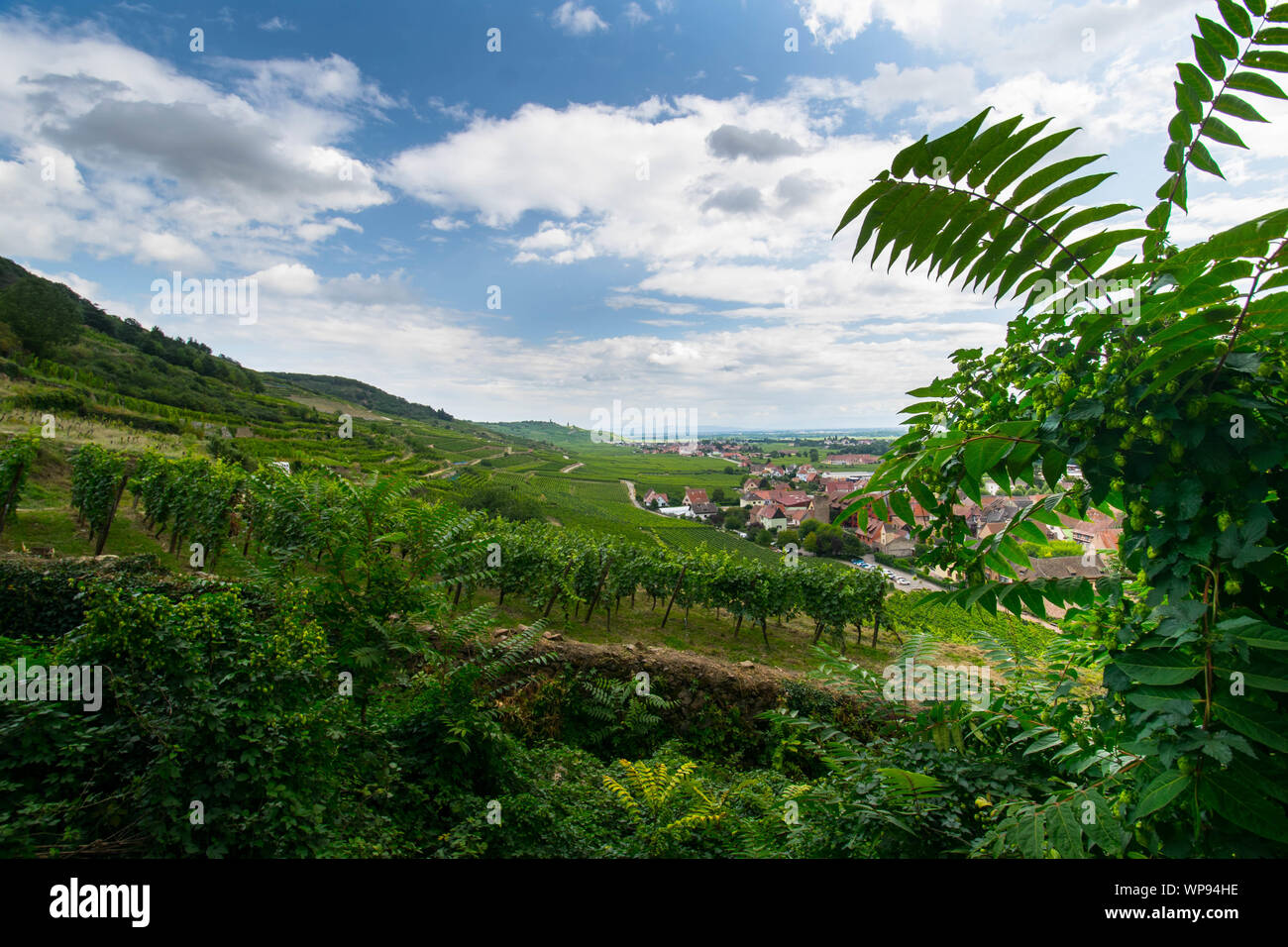 Paysage autour de Kaysersberg en Alsace en France Banque D'Images
