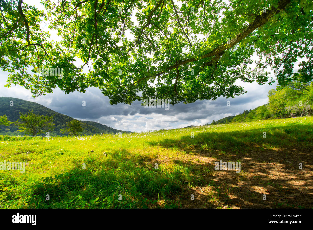 Paysage autour de Kaysersberg en Alsace en France Banque D'Images