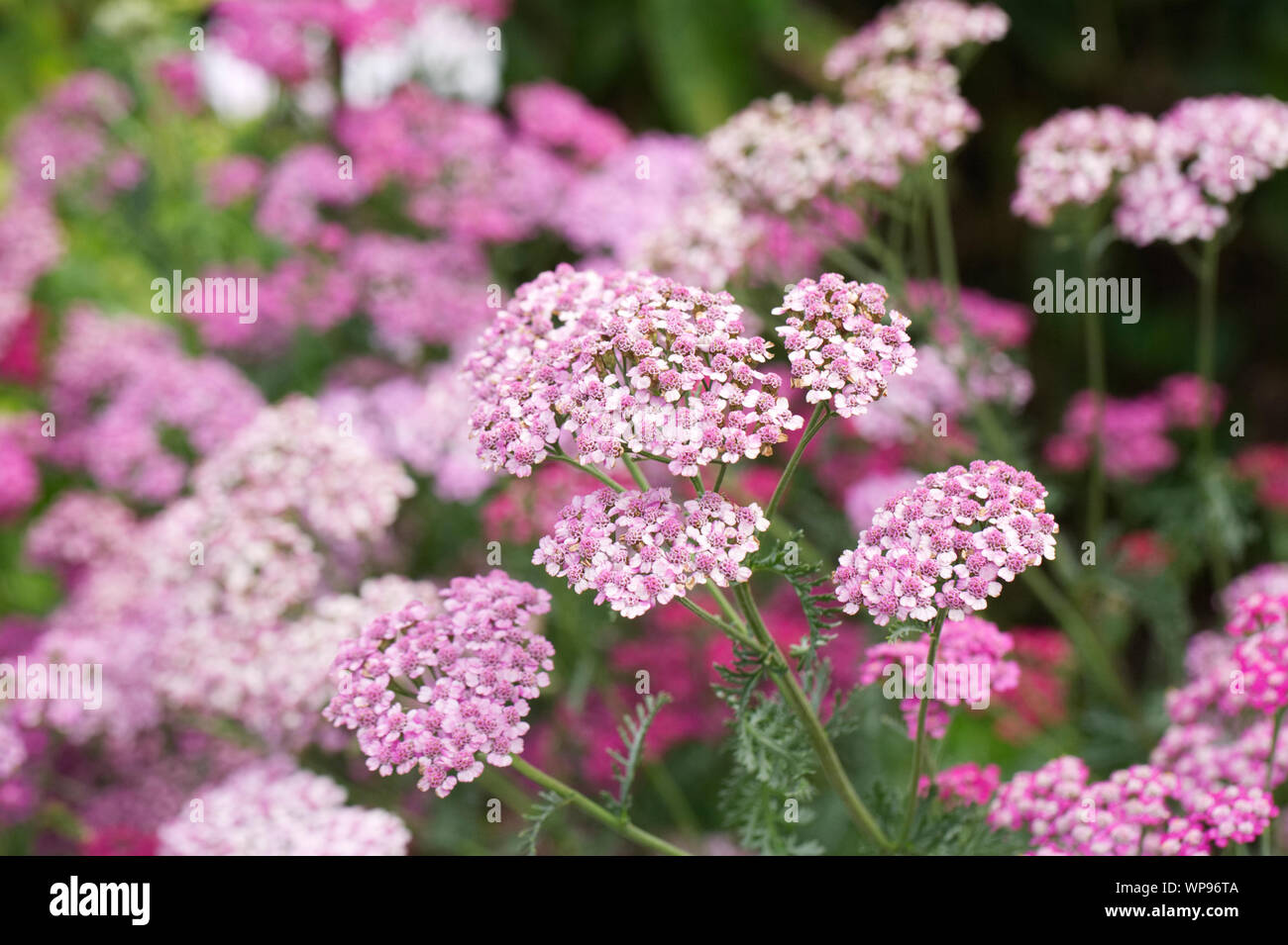 L'Achillea millefolium 'Cerise Queen' fleurs Banque D'Images