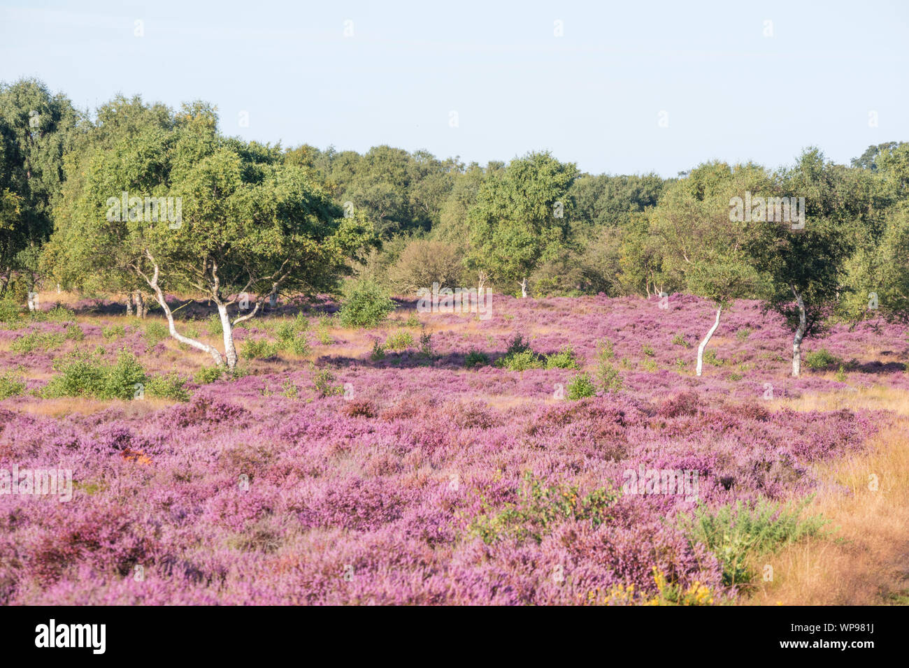 Westleton Heath Réserve naturelle nationale, gérée par l'Norfolk Wildlife Trust, Suffolk, Angleterre, RU Banque D'Images