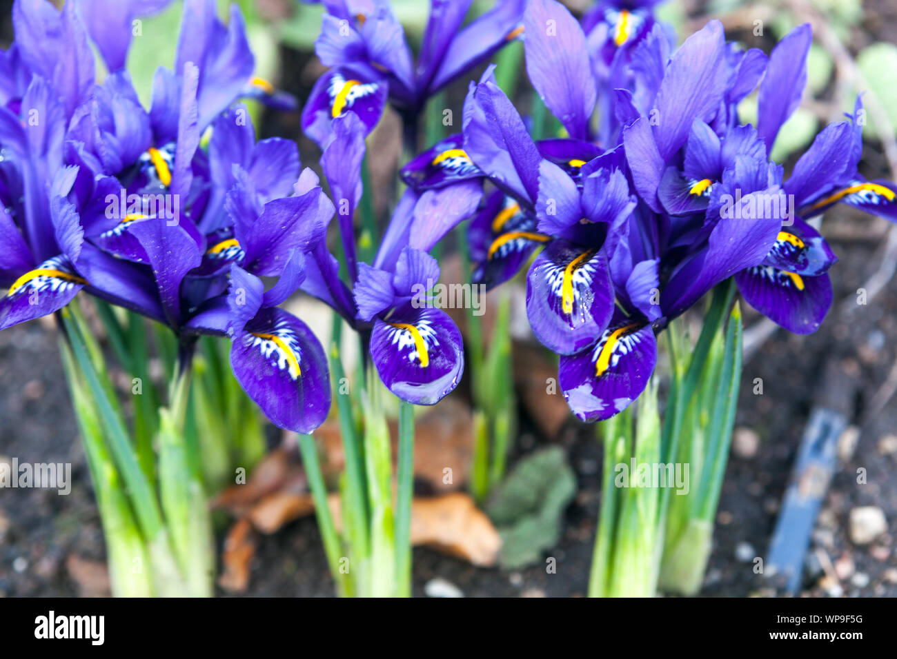 Iris reticulata touffes Pixie Banque D'Images