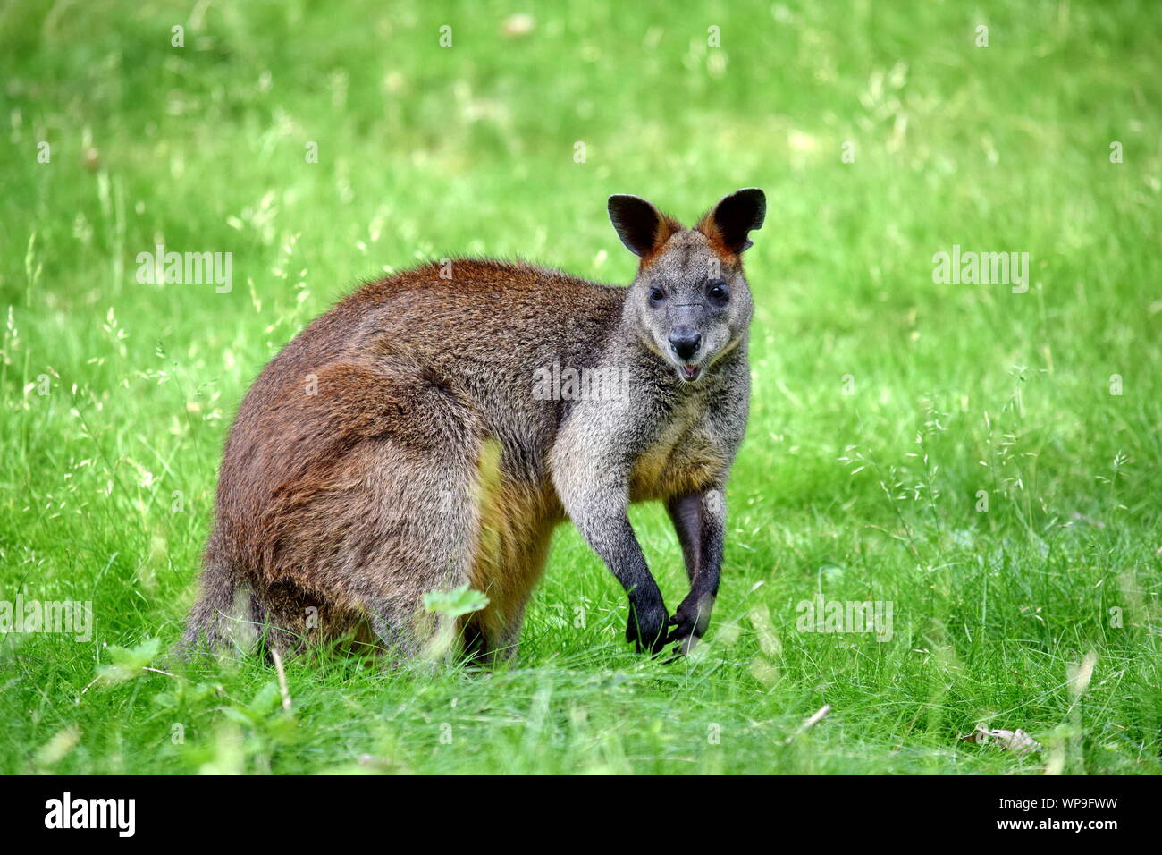Kangourou mignon Wallabia bicolor Portrait dans la nature Banque D'Images