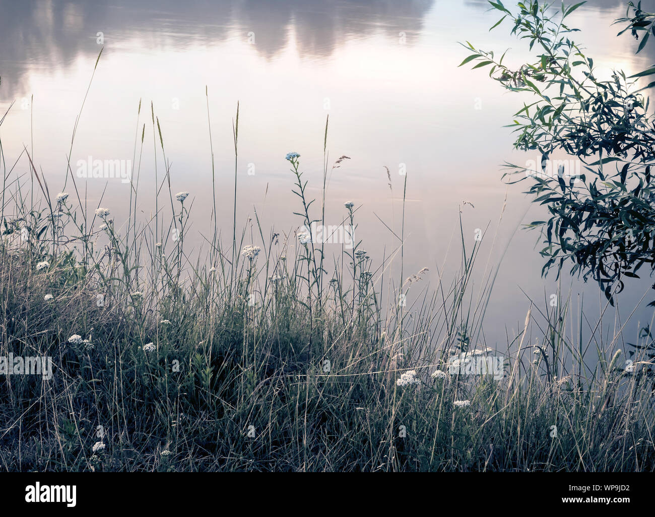 L'herbe de prairie et fleurs sur la rive du fleuve. Banque D'Images