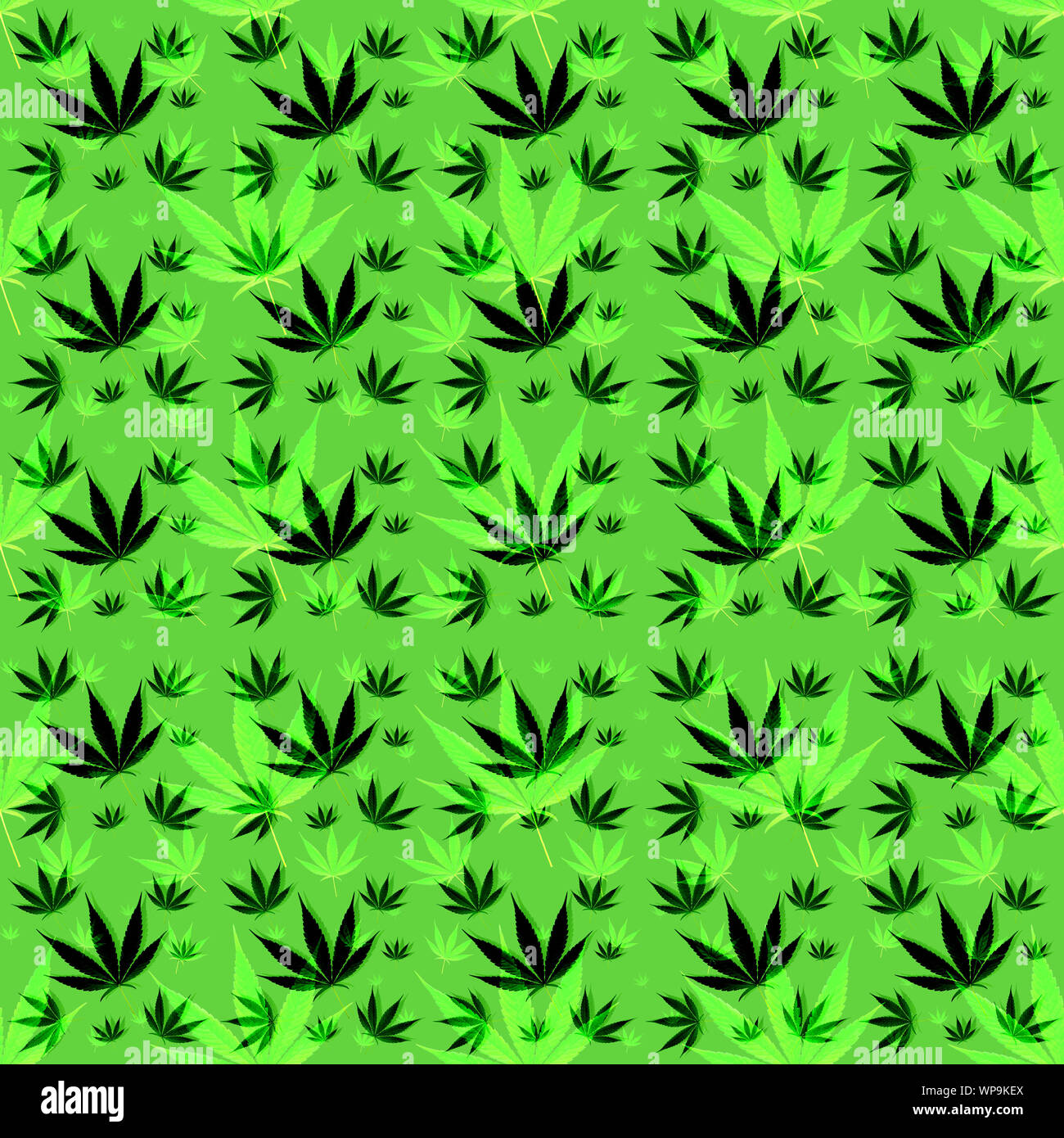 La marijuana ou feuilles de cannabis fond papier peint motif transparent Banque D'Images