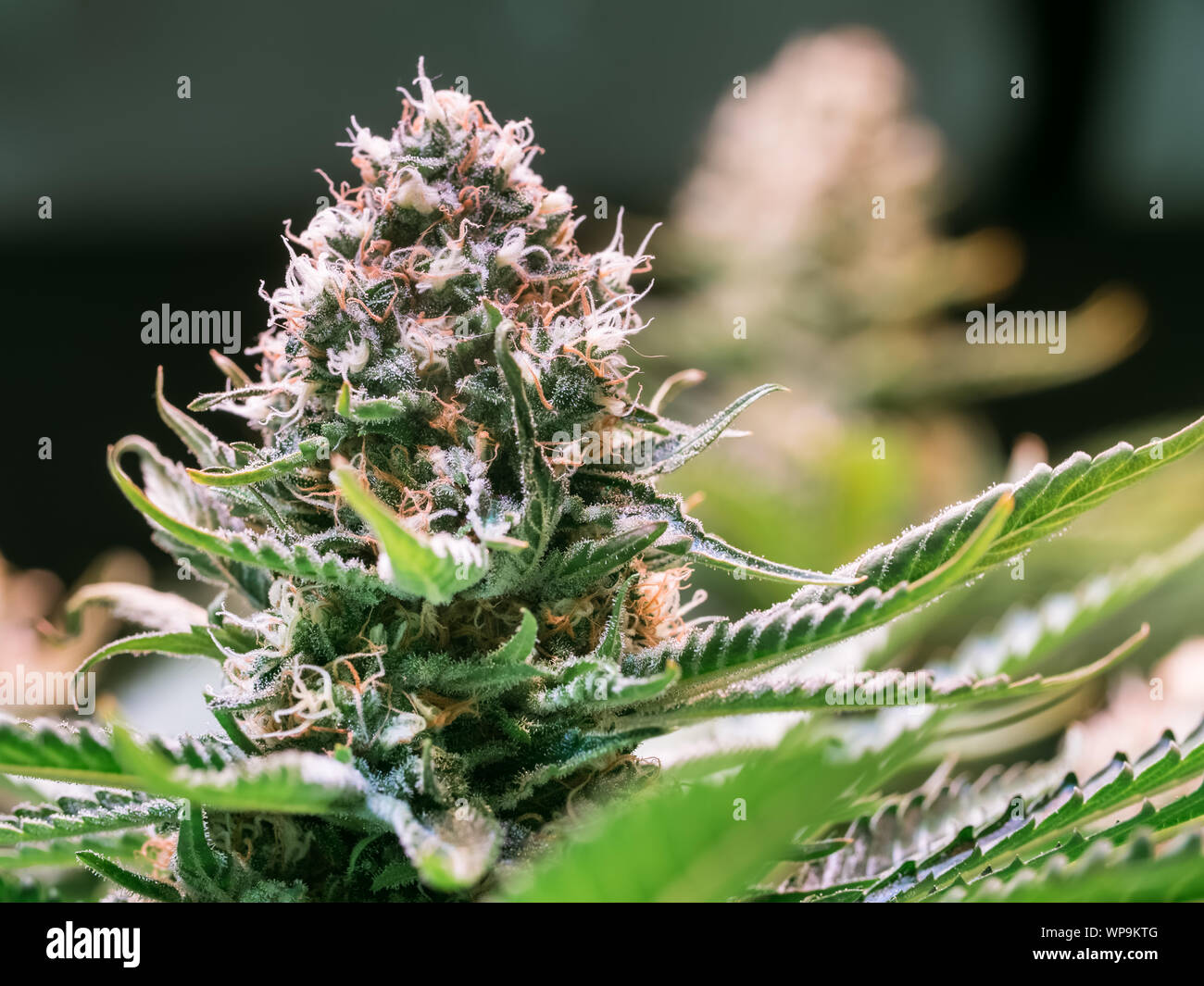 Plante de cannabis HDR Fleurs Banque D'Images