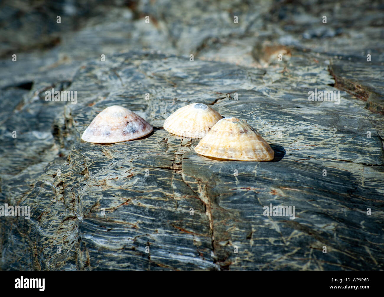 Coquilles de mer de cailloux et algues Banque D'Images