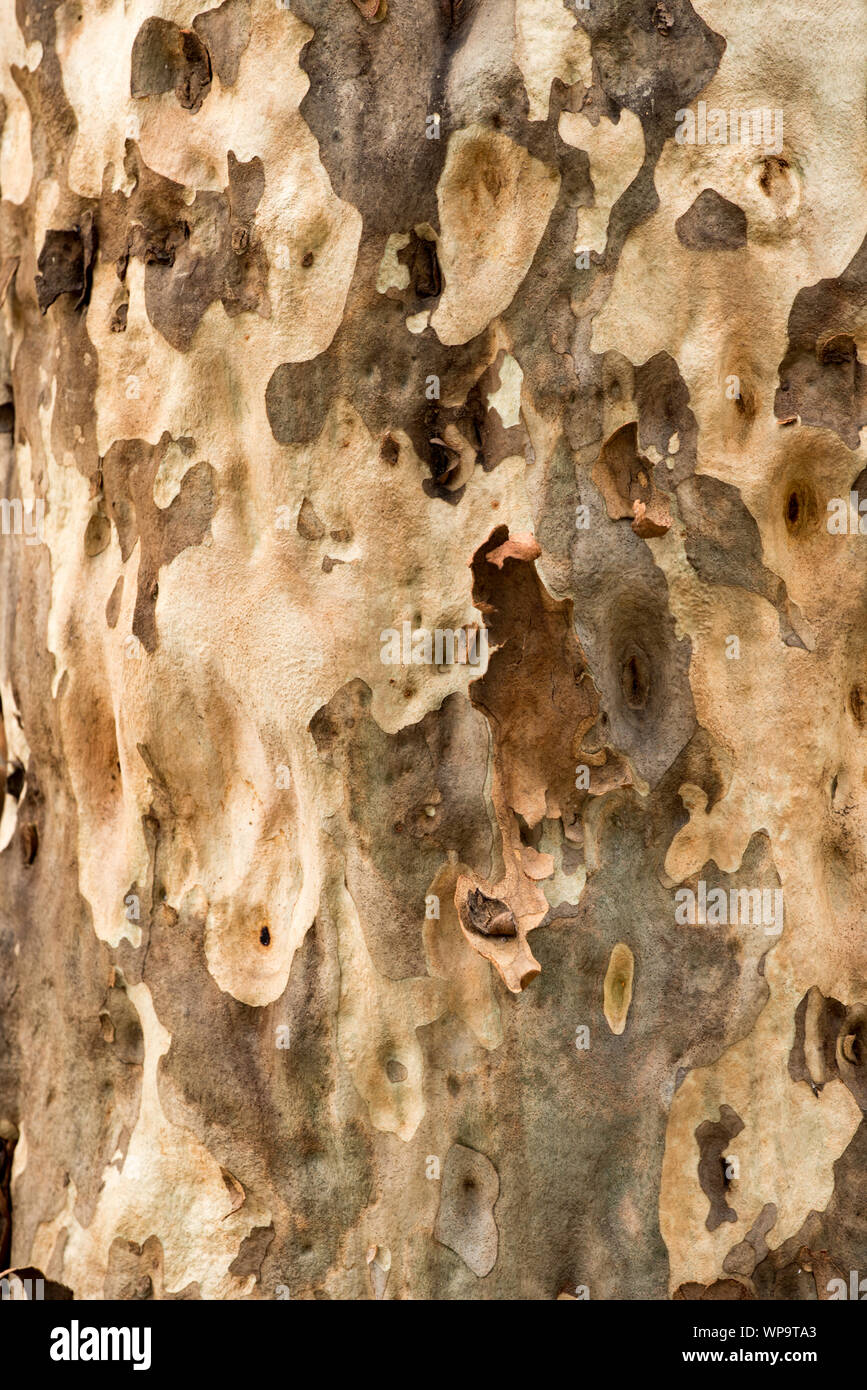 L'un d'une série de plans rapprochés d'un motif causé par les éclats de l'écorce sur un chouette Gum (Corymbia maculata) forêt de Point Bawley en Australie Banque D'Images