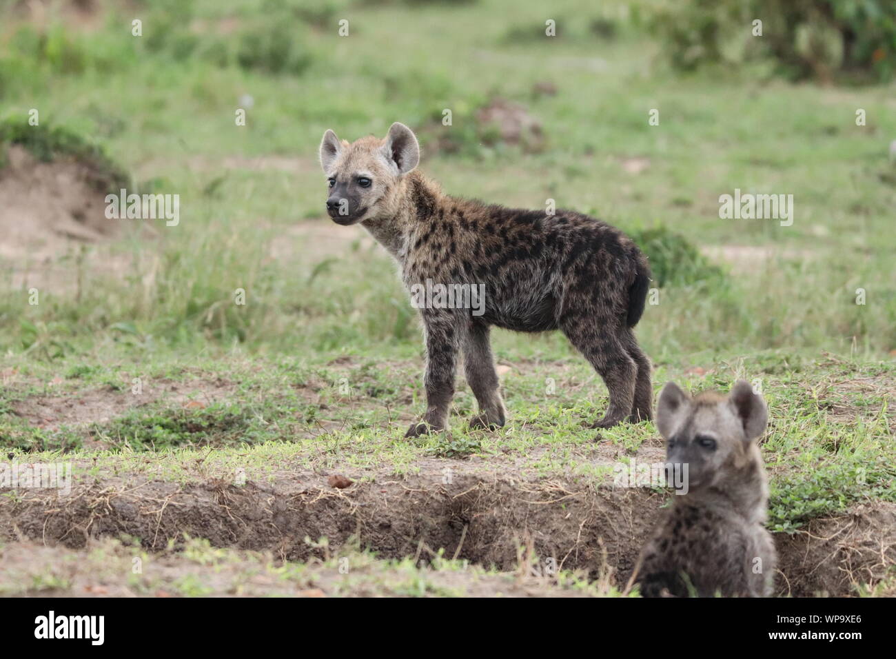 L'hyène tachetée d'oursons par leur tanière, Parc National de Masai Mara, Kenya. Banque D'Images