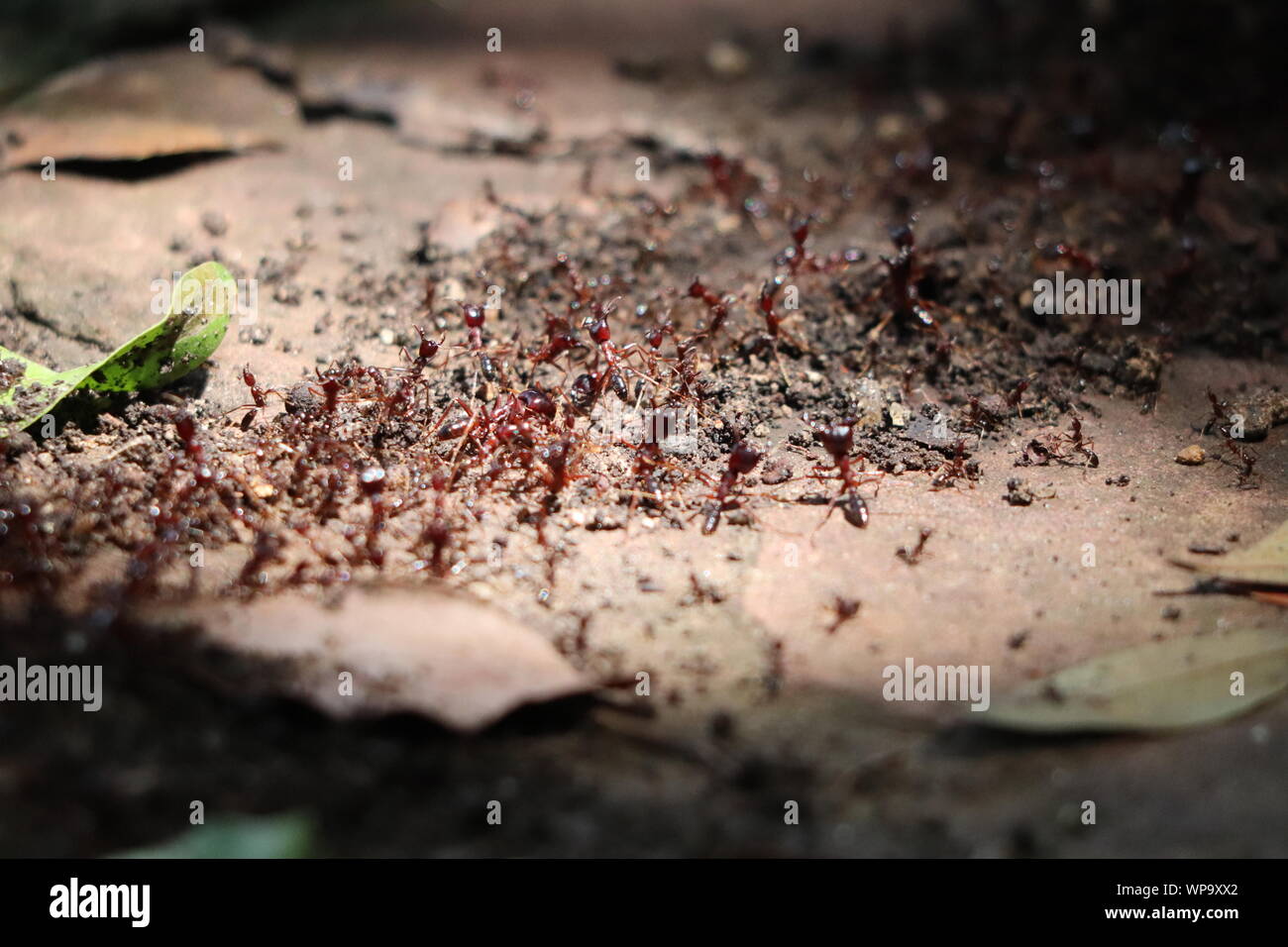 Colonie de fourmis rouges, Parc National de Masai Mara, Kenya. Banque D'Images