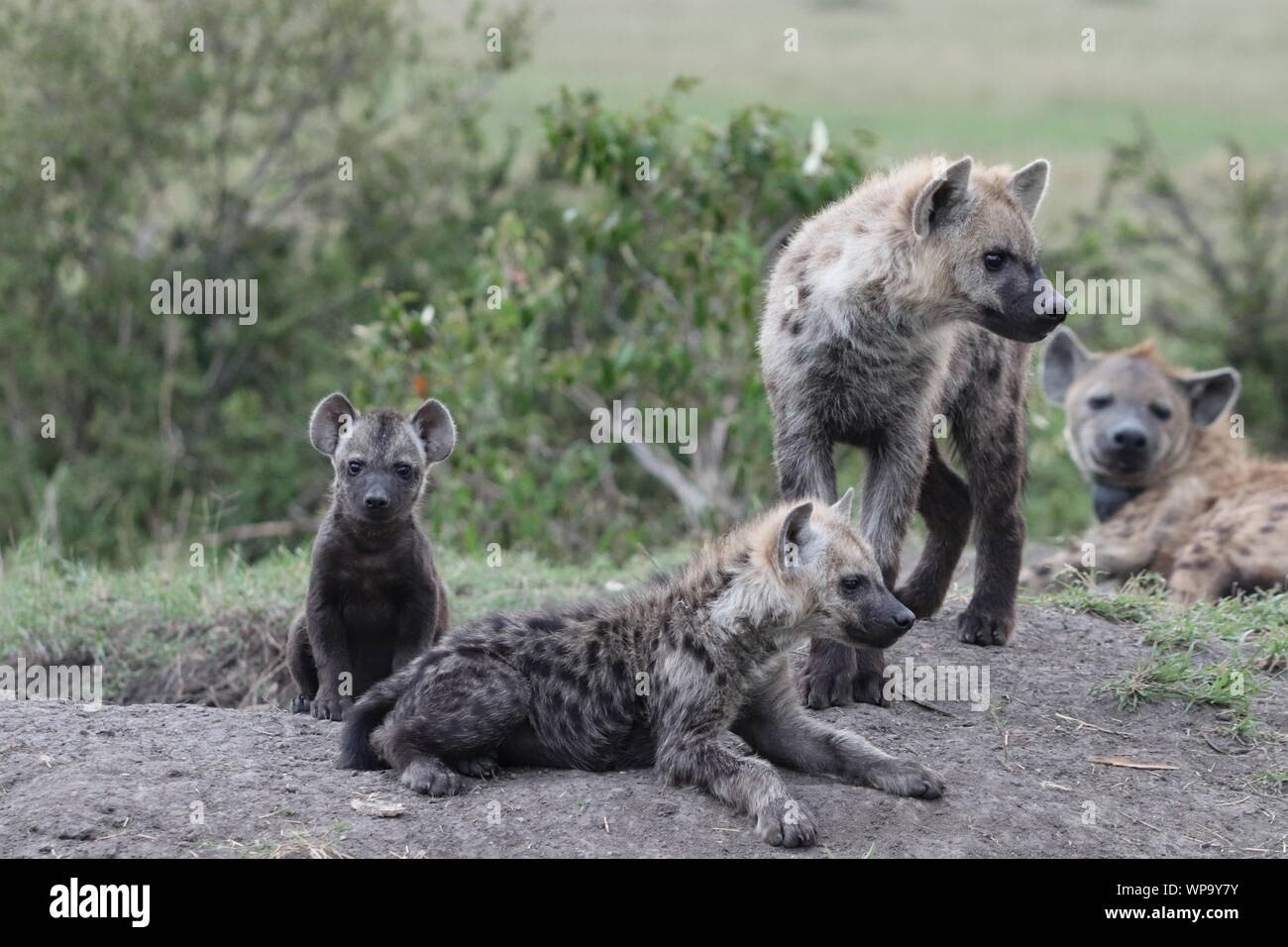 L'hyène tachetée d'oursons par leur tanière, Parc National de Masai Mara, Kenya. Banque D'Images