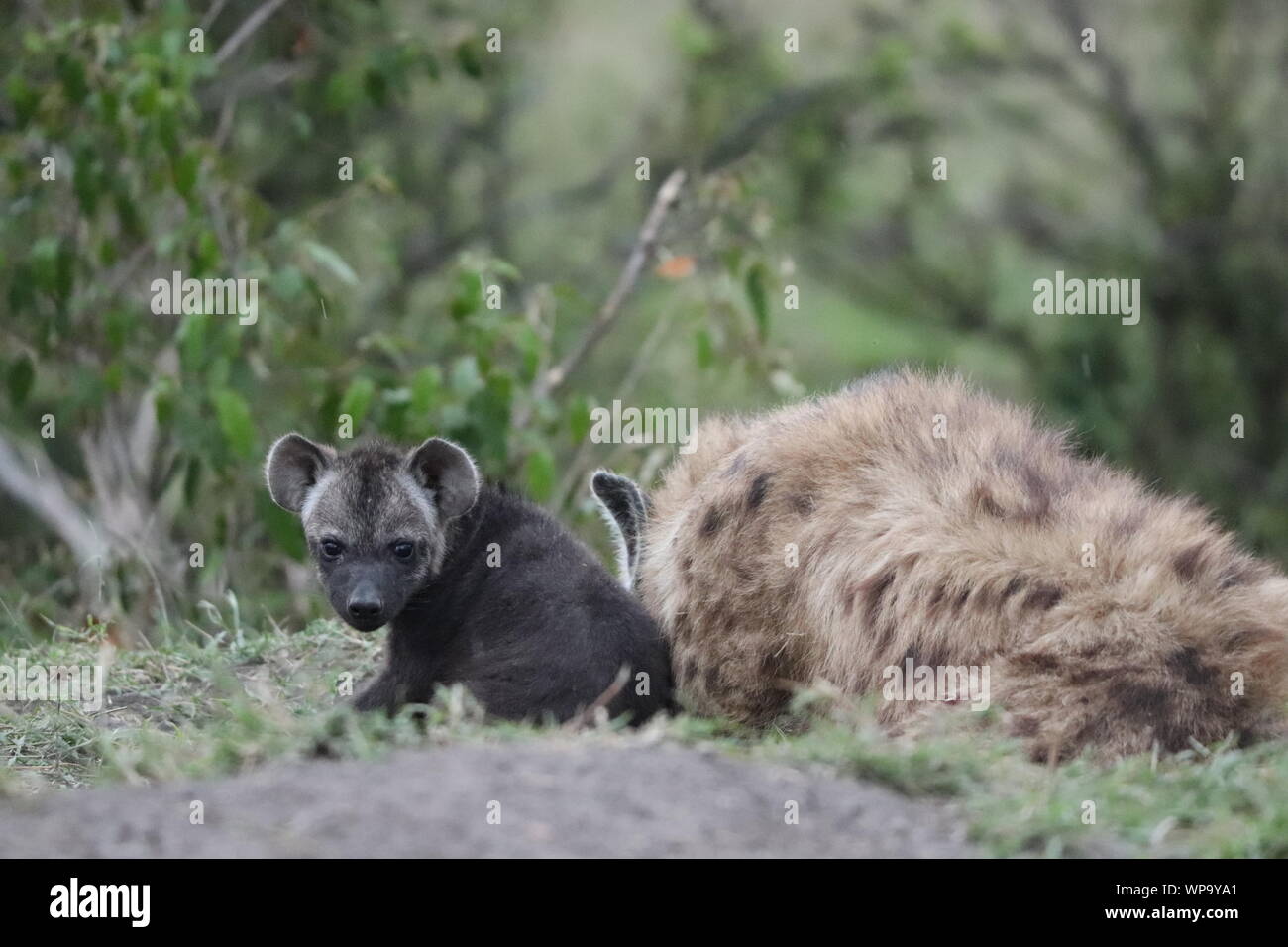 L'hyène tachetée cub et sa maman par leur tanière, Parc National de Masai Mara, Kenya. Banque D'Images
